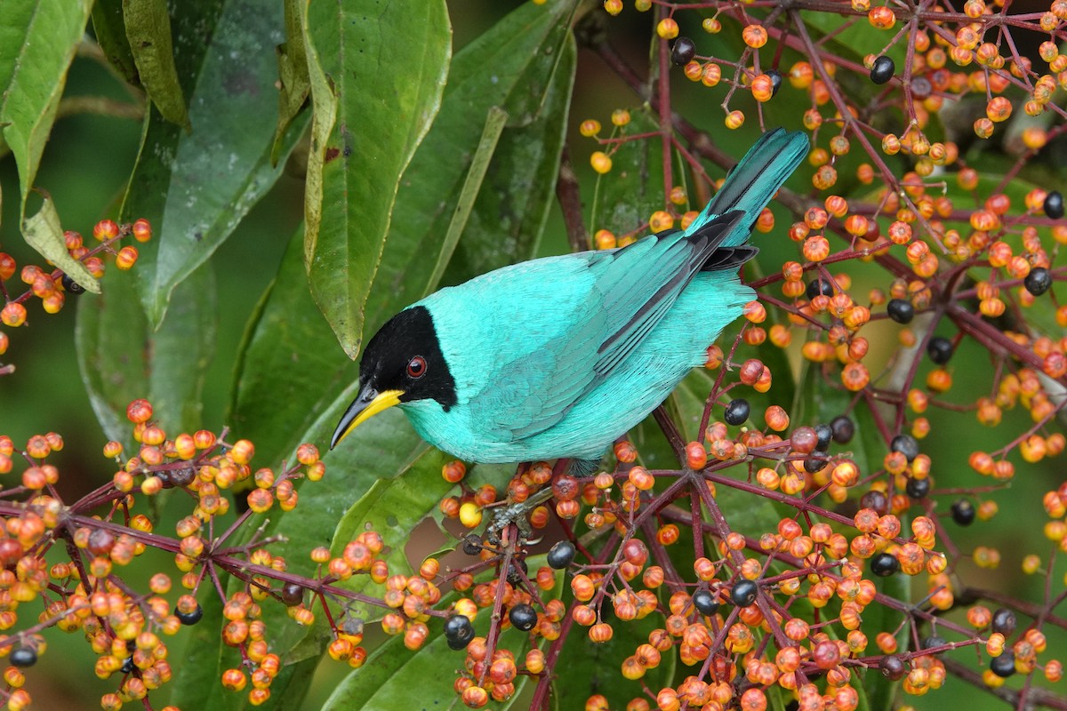 Green Honeycreeper - ML644848037