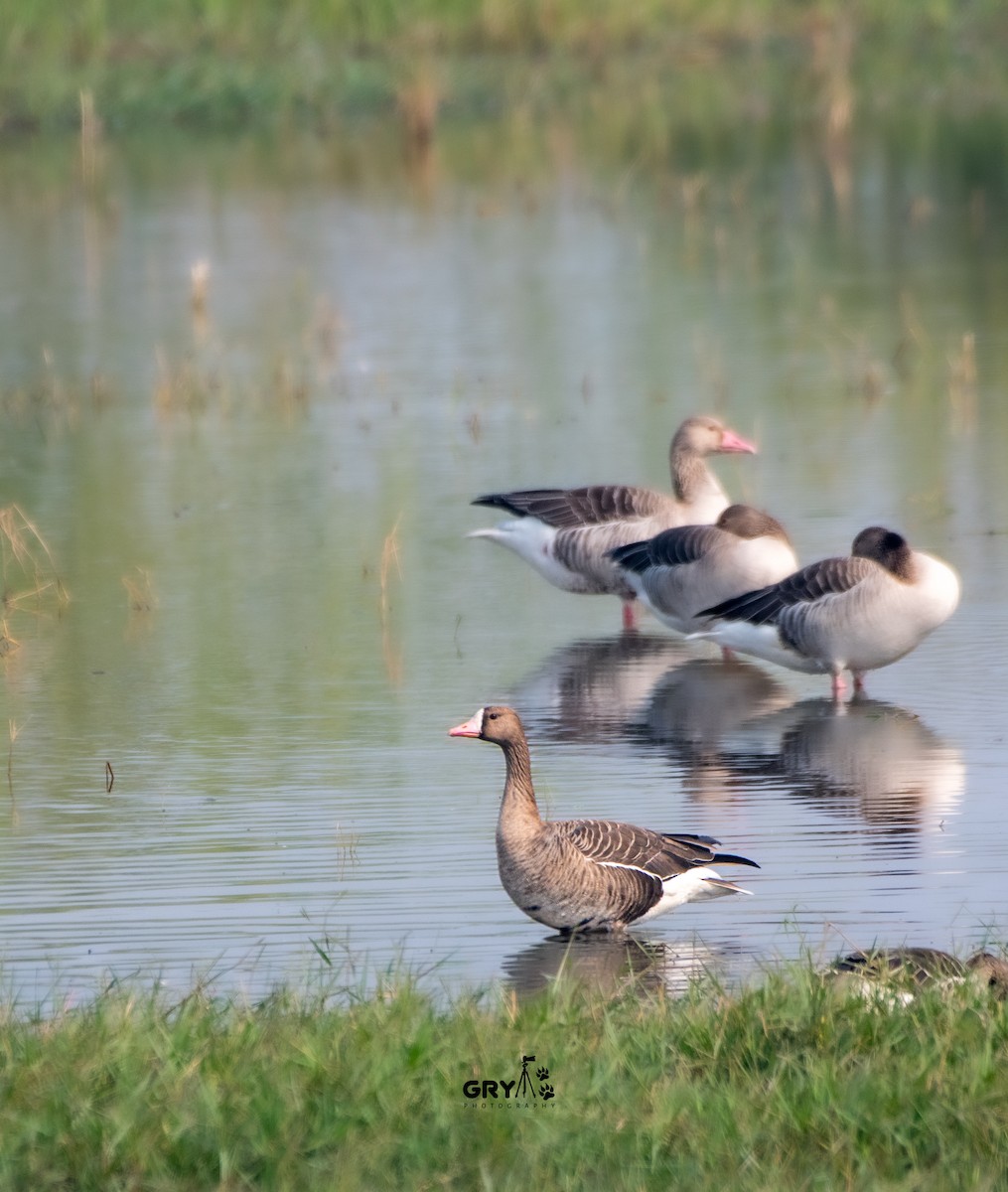 Greater White-fronted Goose - ML644848038