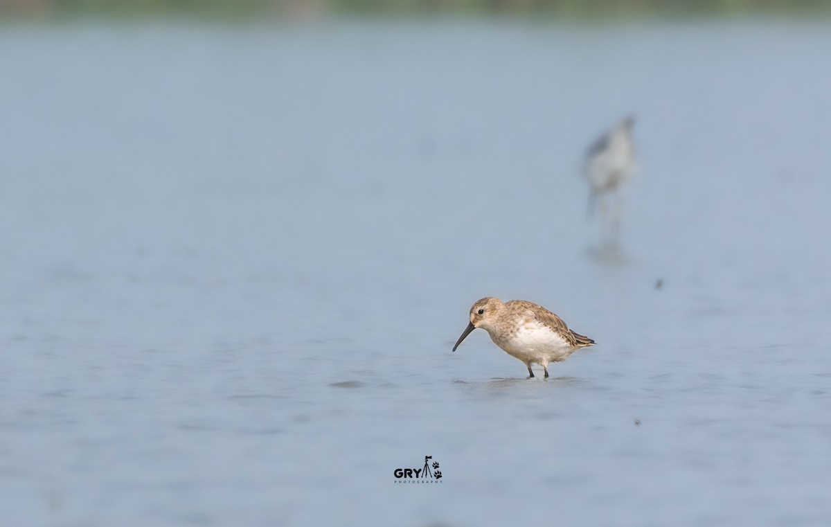 Dunlin - ML644848039