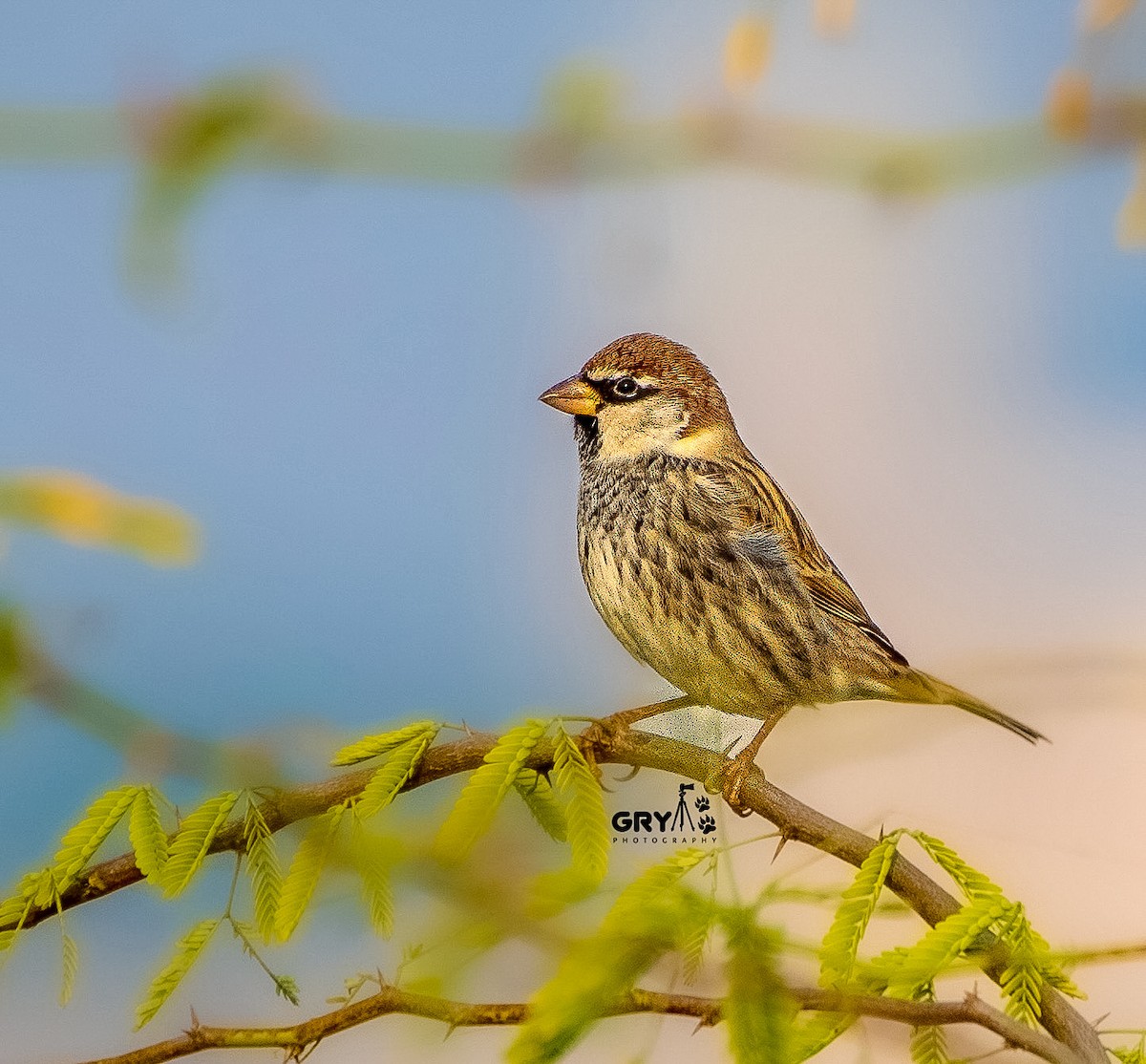Spanish Sparrow - ML644848060