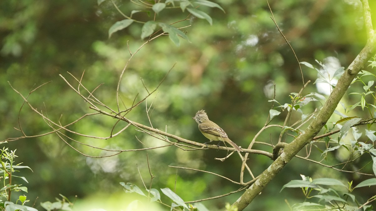 Yellow-bellied Elaenia - ML644848074