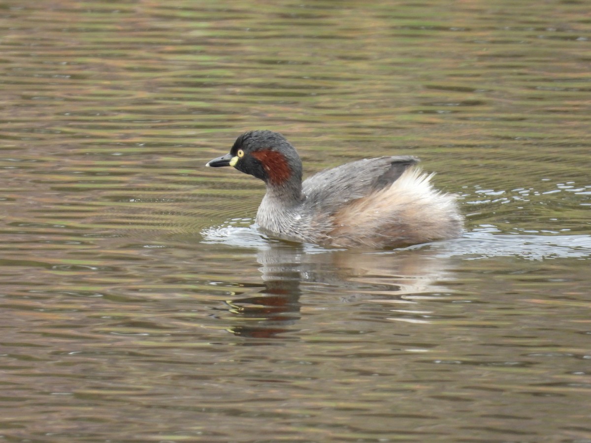 Australasian Grebe - ML644848107