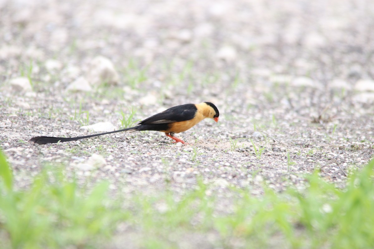 ミカドスズメ - ML644848118