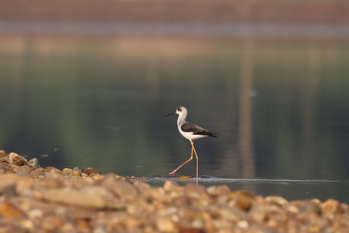 Zankaluze eurasiarra - ML644848119