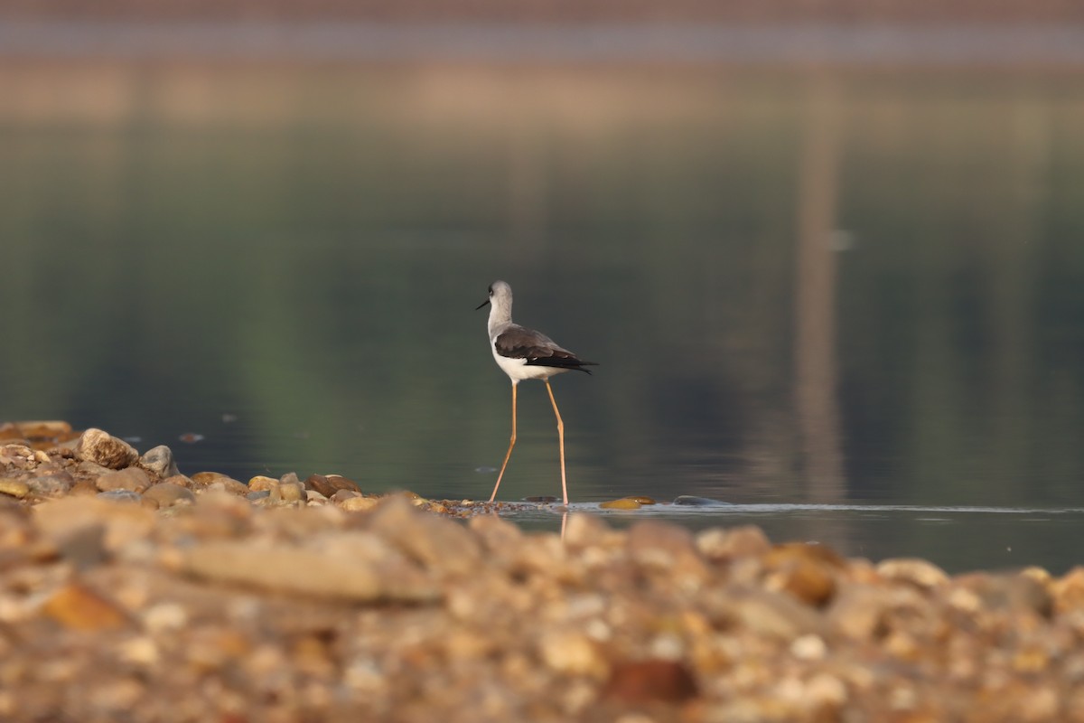 Zankaluze eurasiarra - ML644848121