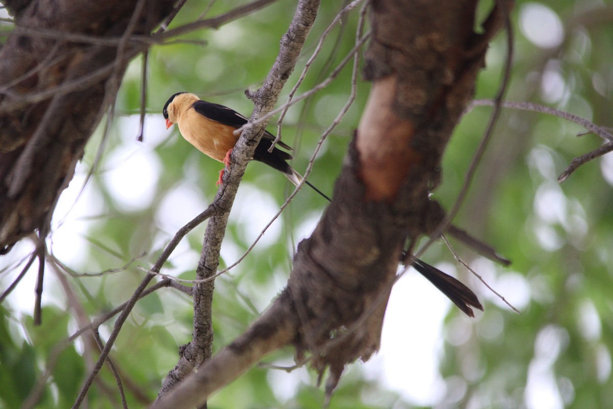 ミカドスズメ - ML644848122