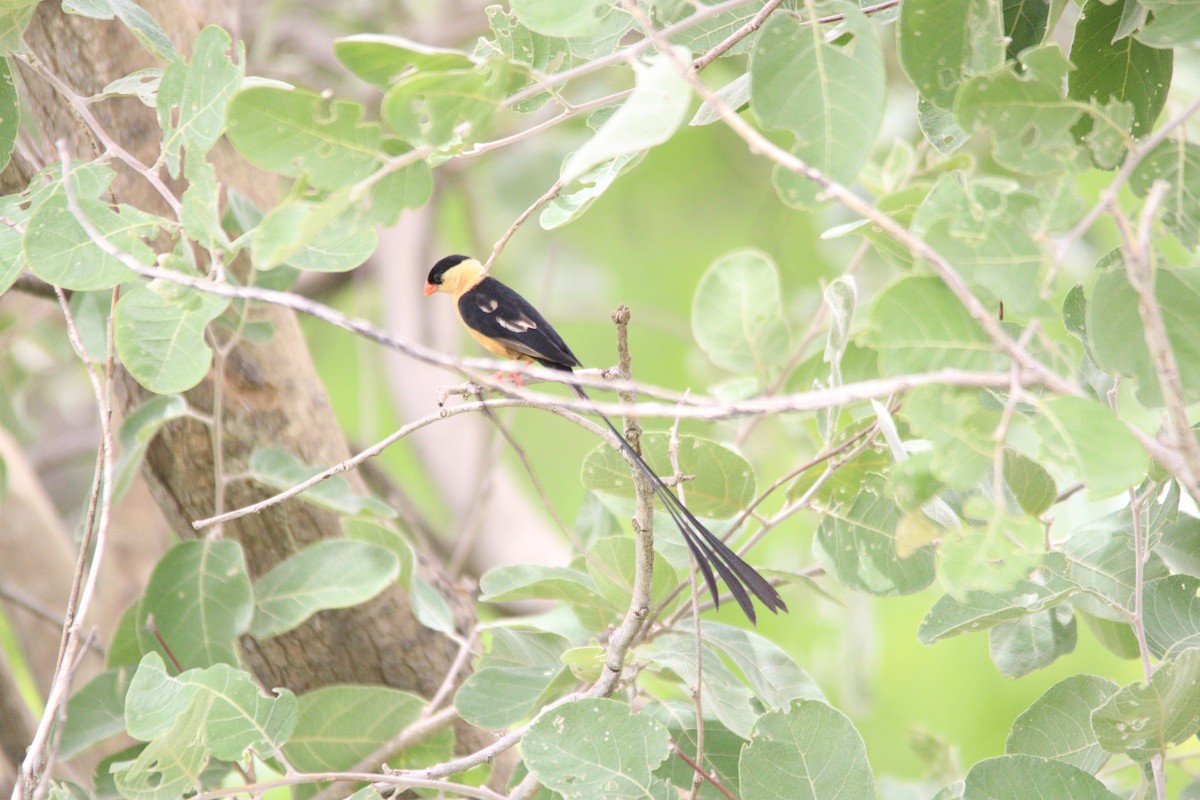 ミカドスズメ - ML644848123