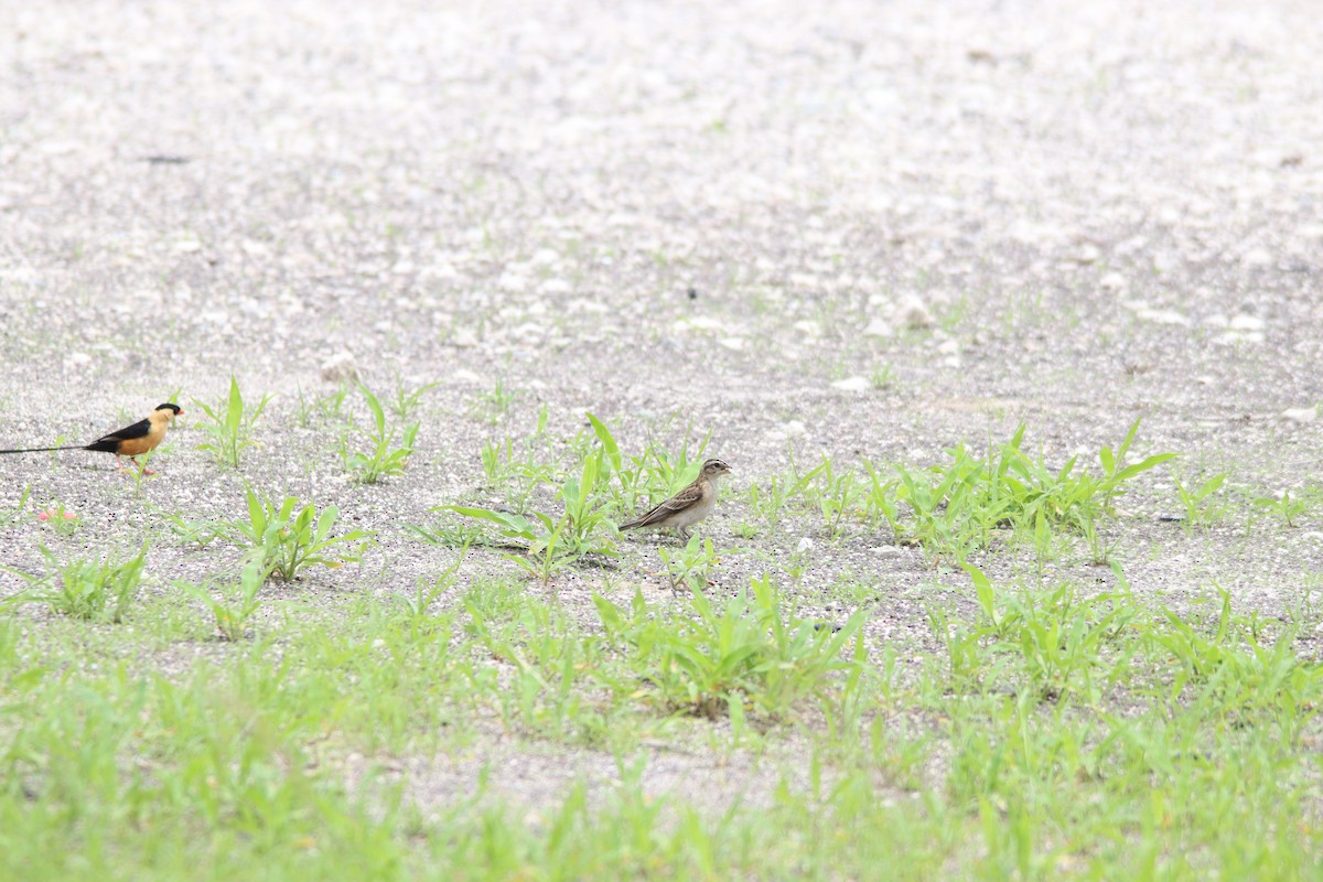 ミカドスズメ - ML644848124