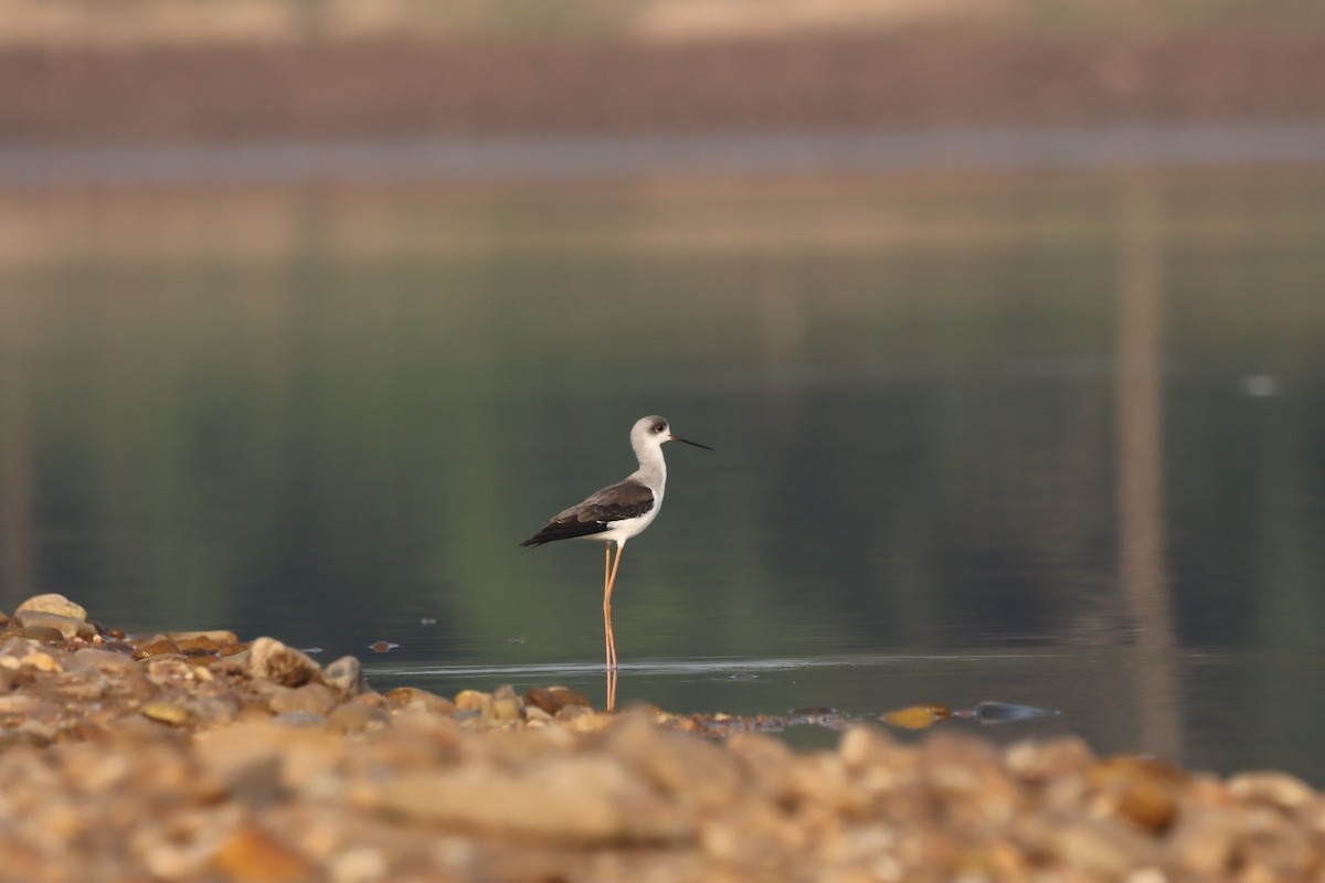 Zankaluze eurasiarra - ML644848125