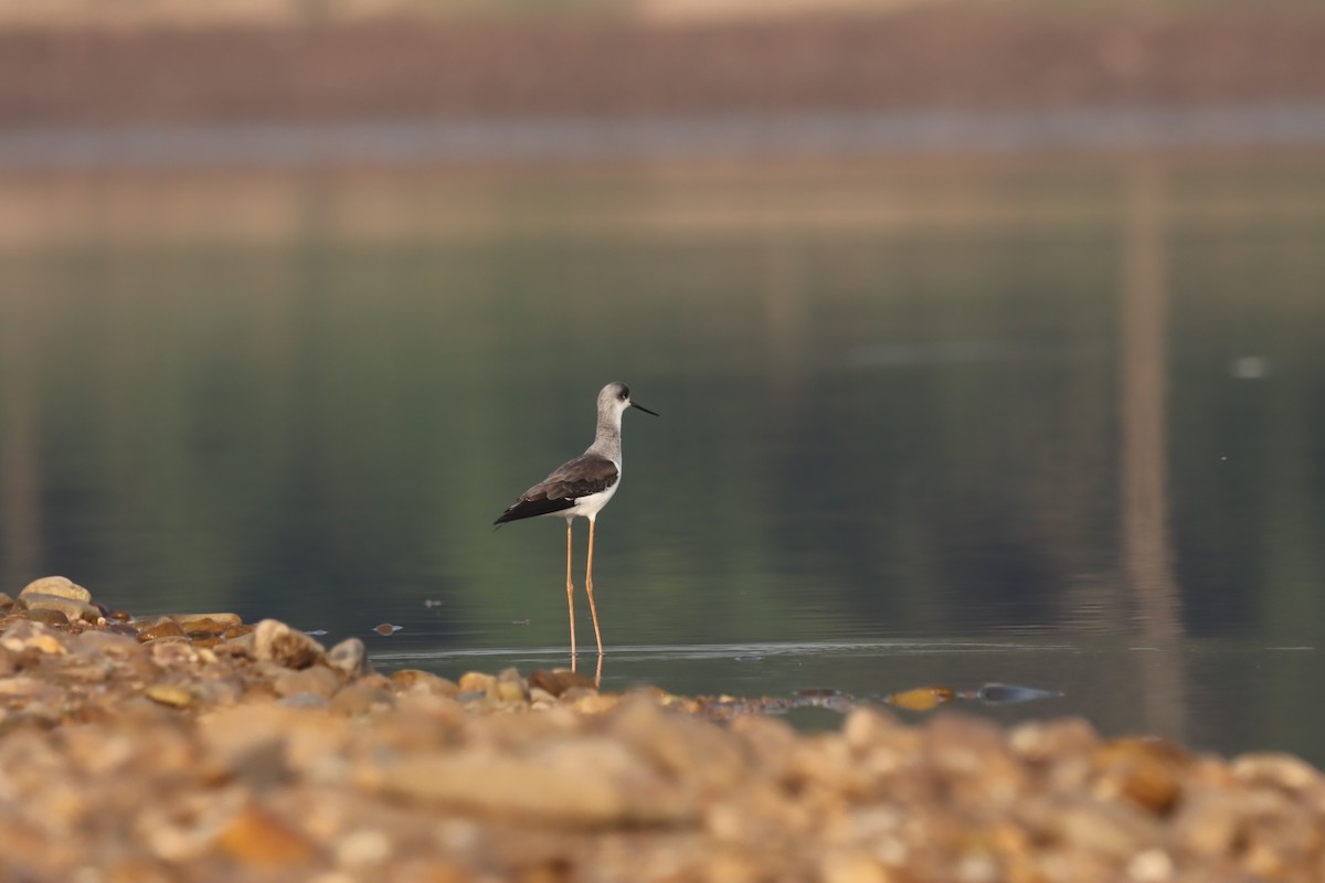 Zankaluze eurasiarra - ML644848126