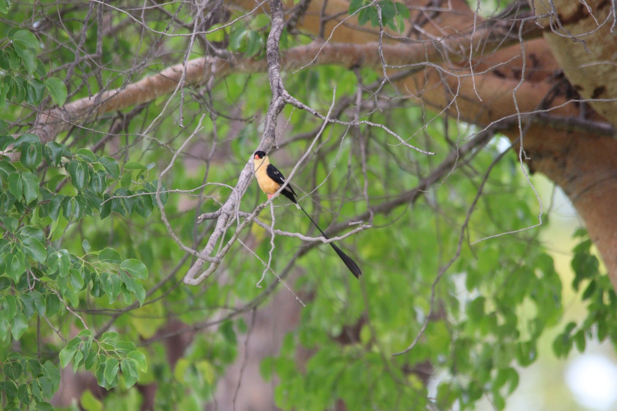 ミカドスズメ - ML644848127