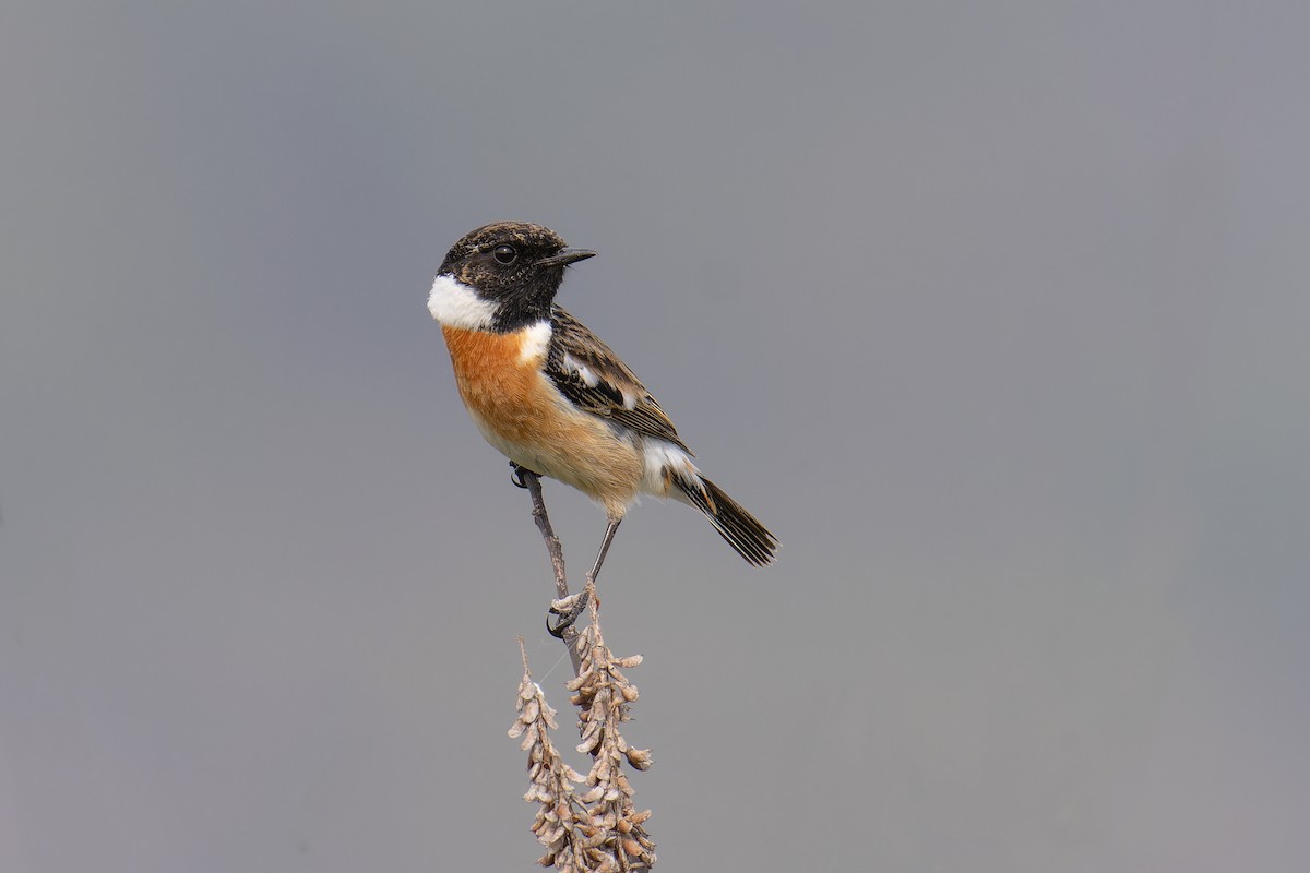 European Stonechat - ML644848131