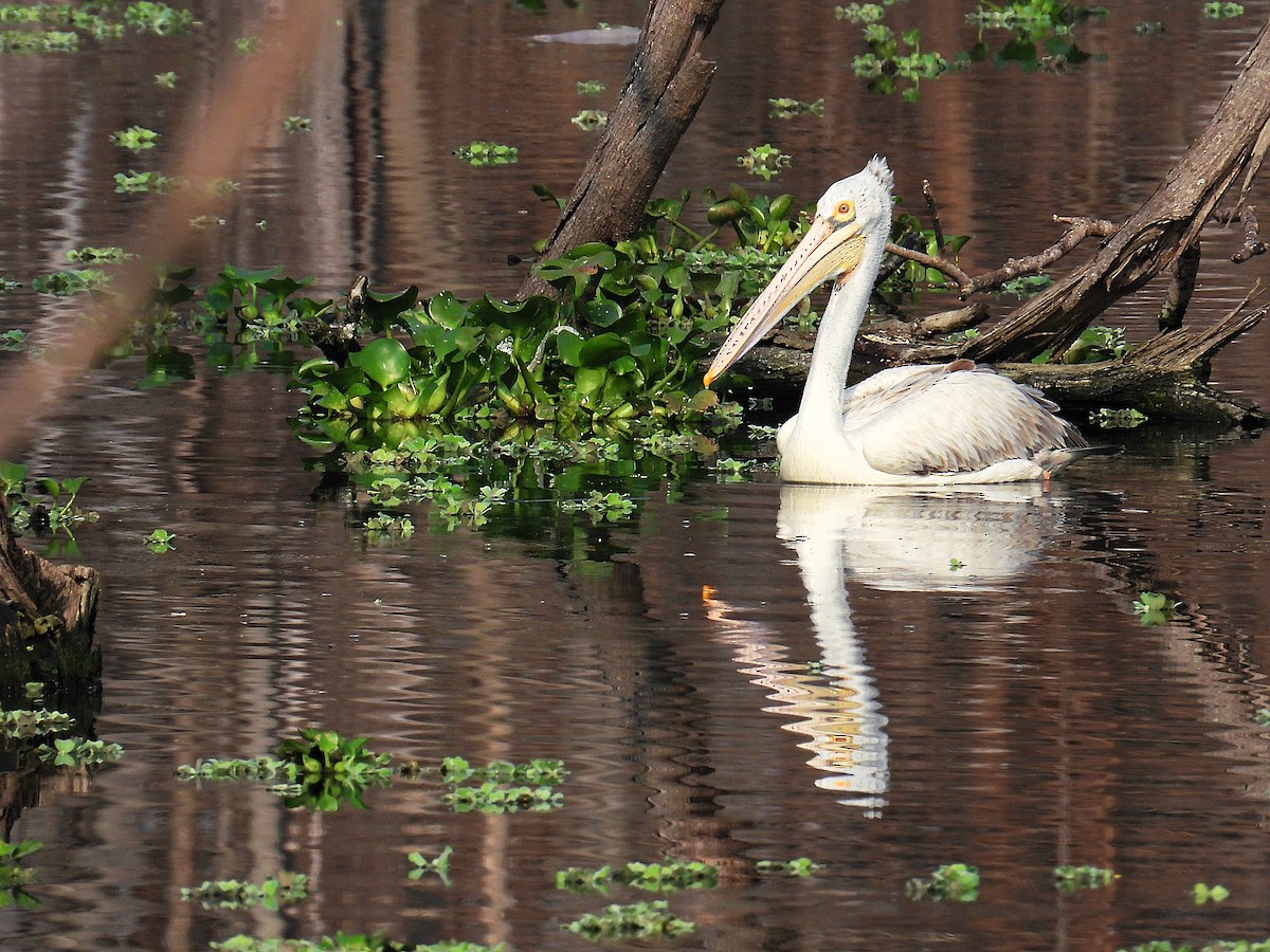 Pelikano tantoduna - ML644848132