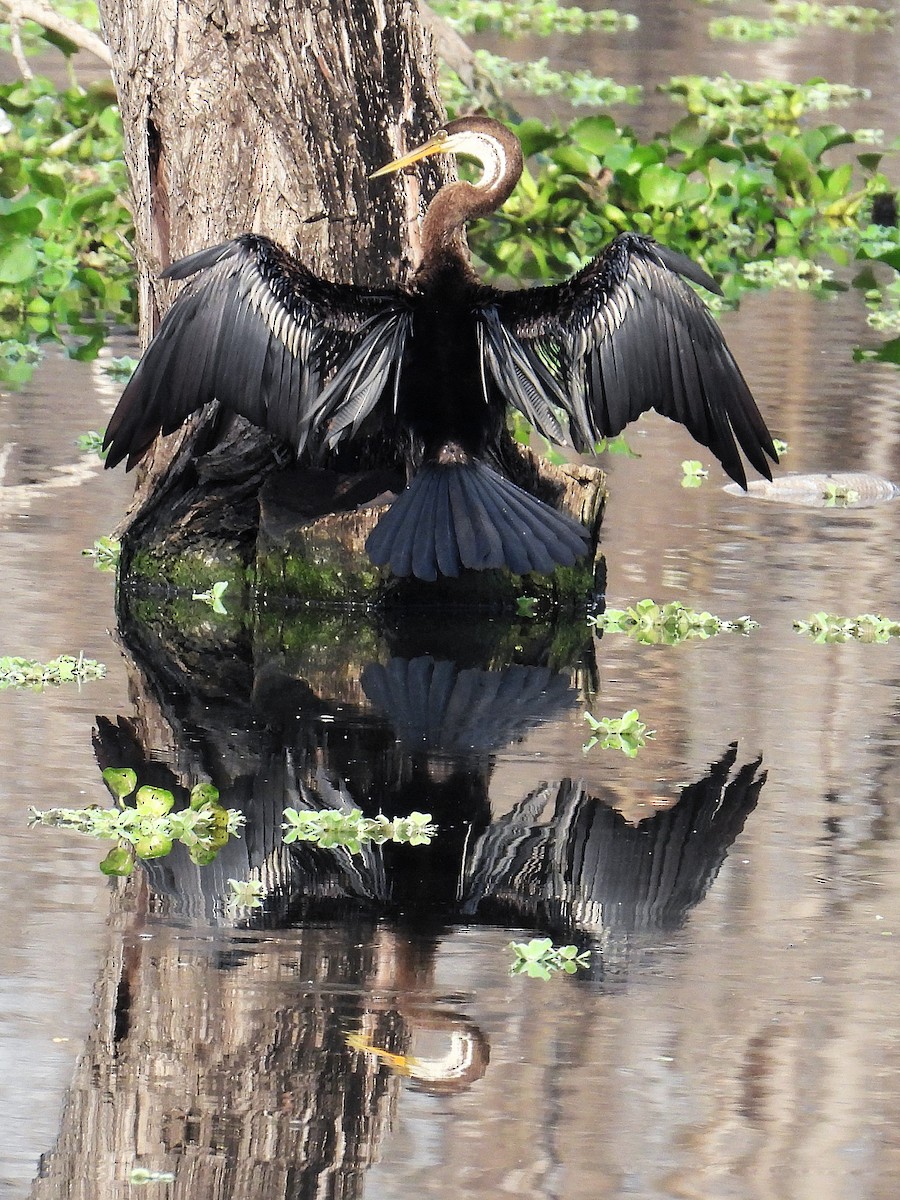 orientslangehals - ML644848144