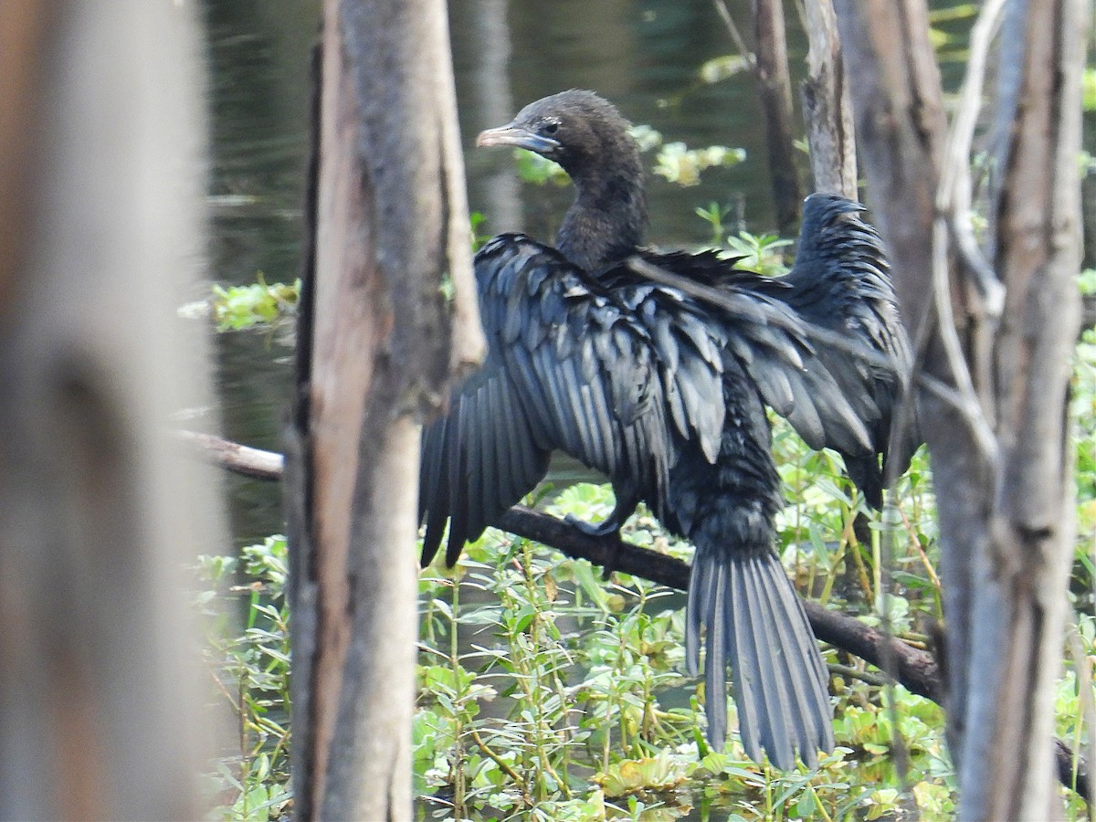 Little Cormorant - ML644848151