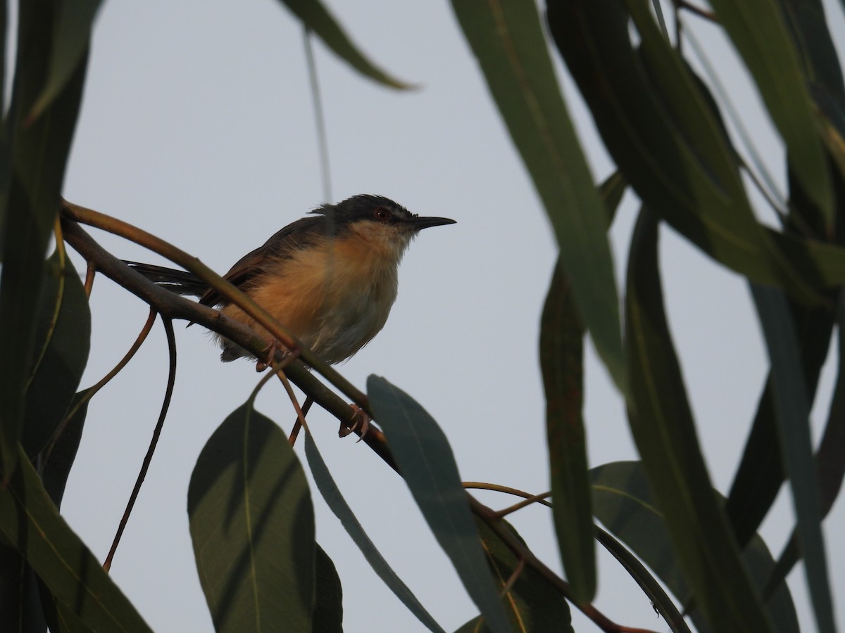 Ashy Prinia - ML644848156