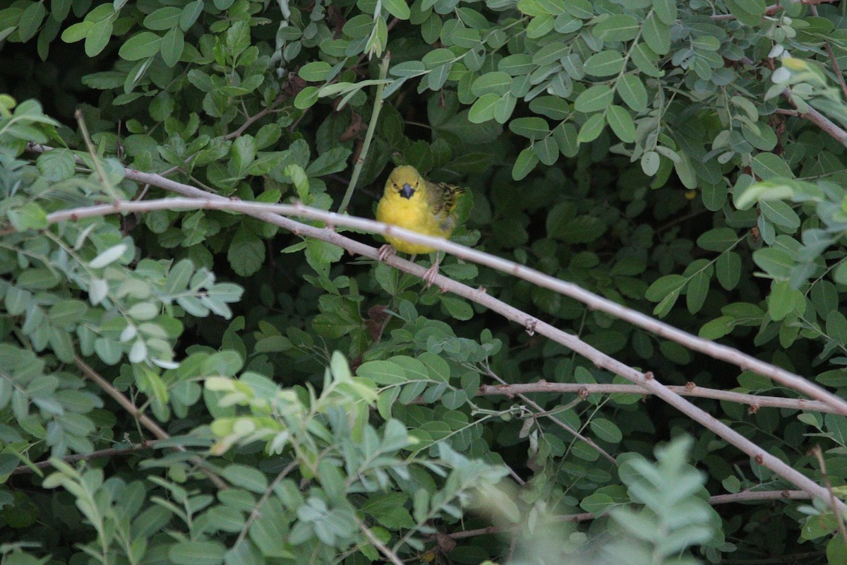 Holub's Golden-Weaver - ML644848158
