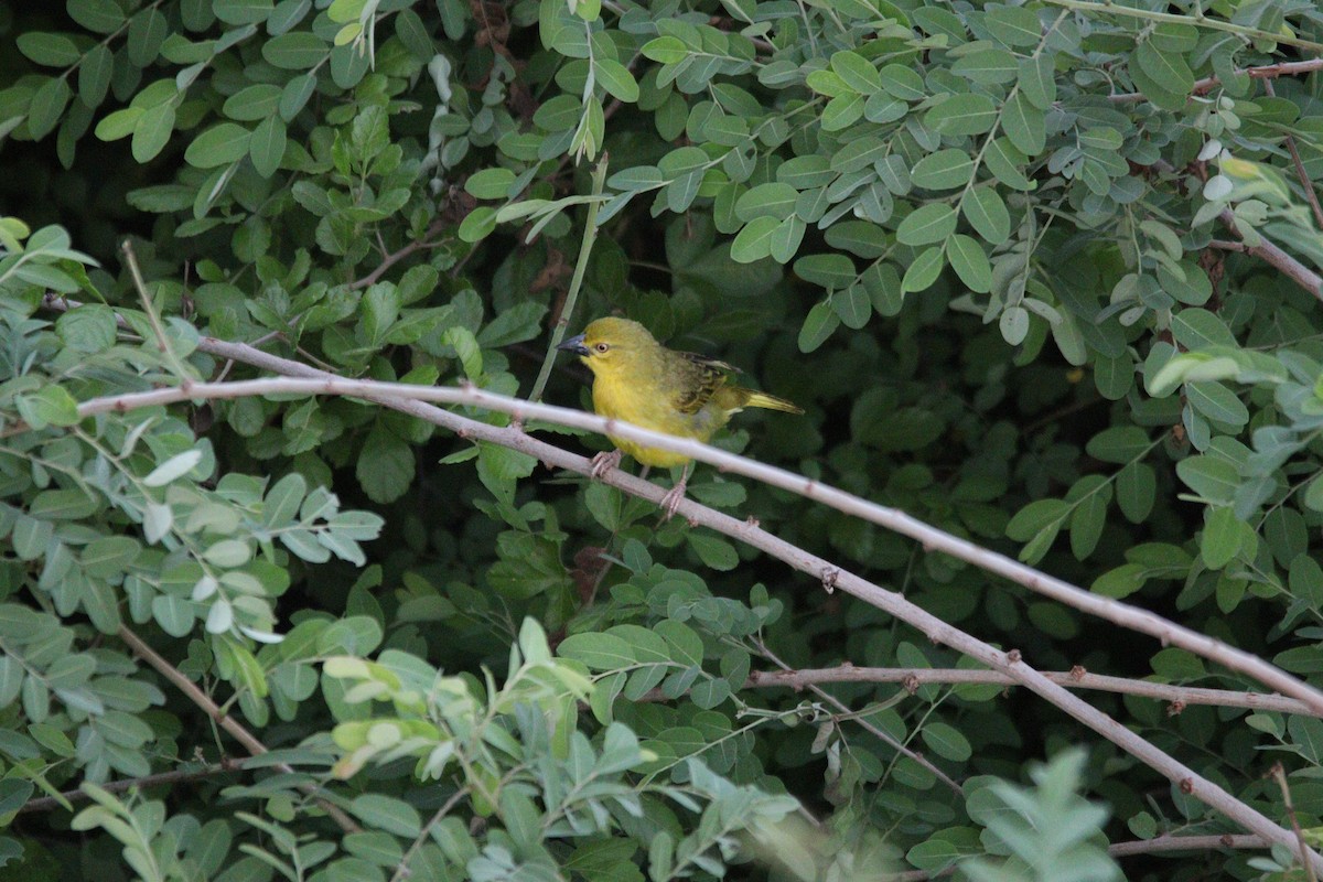 Holub's Golden-Weaver - ML644848159