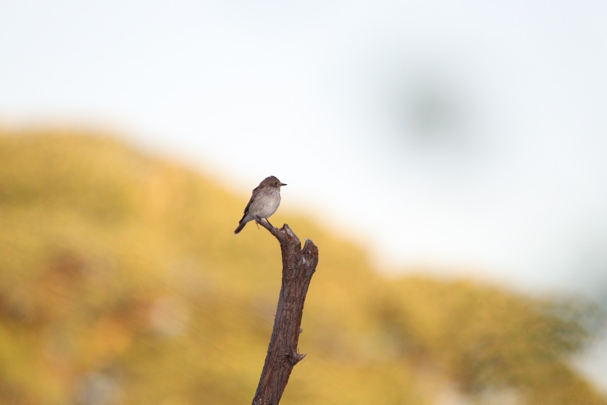 Spotted Flycatcher - ML644848175