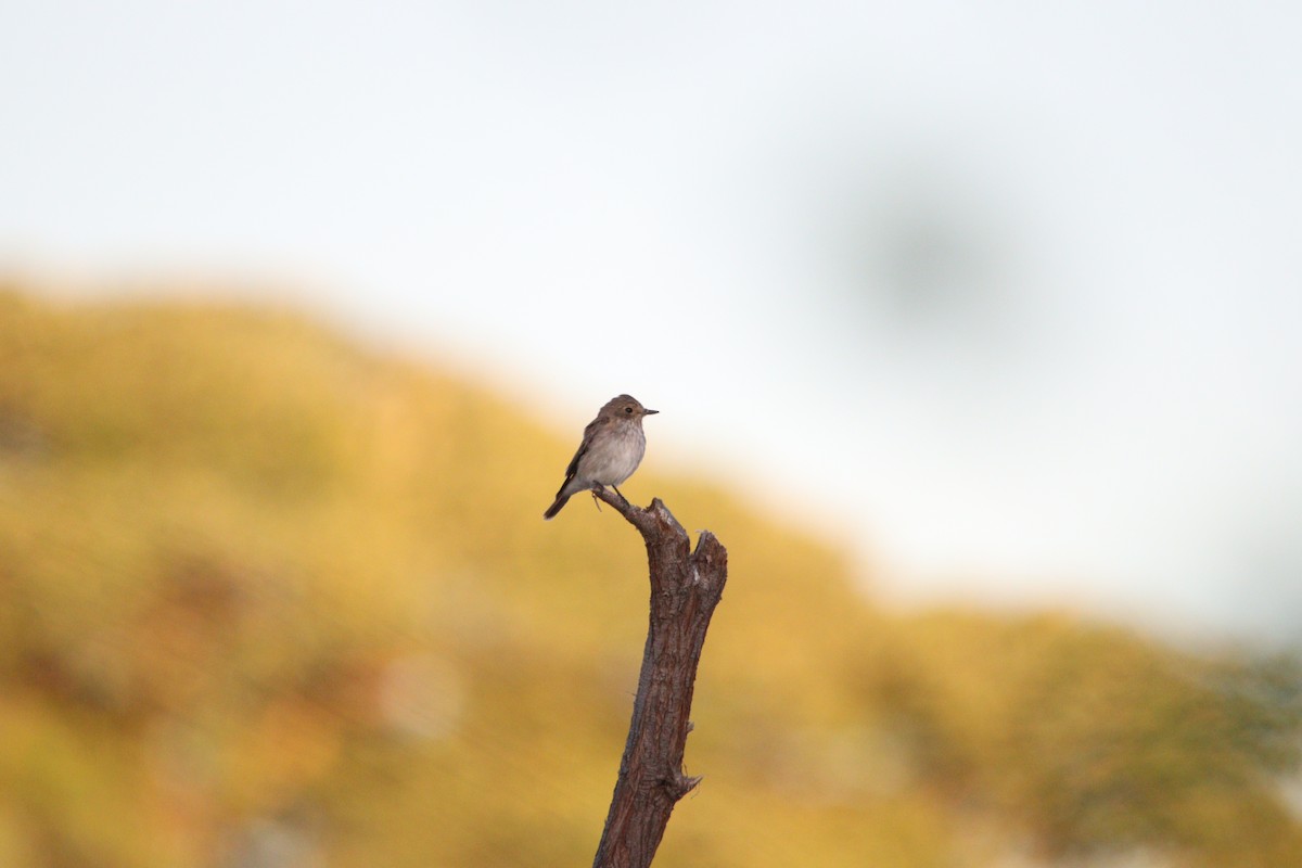 Spotted Flycatcher - ML644848176