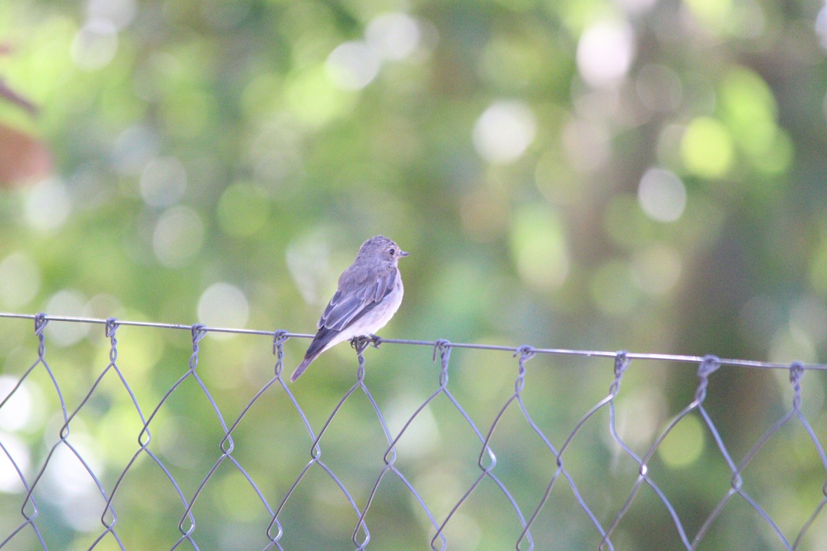 Spotted Flycatcher - ML644848184