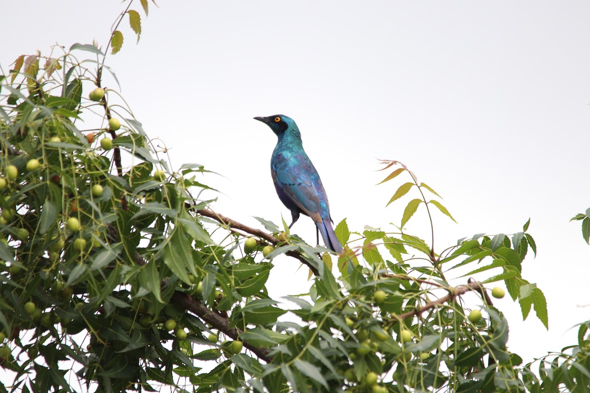 セイキムクドリ - ML644848192