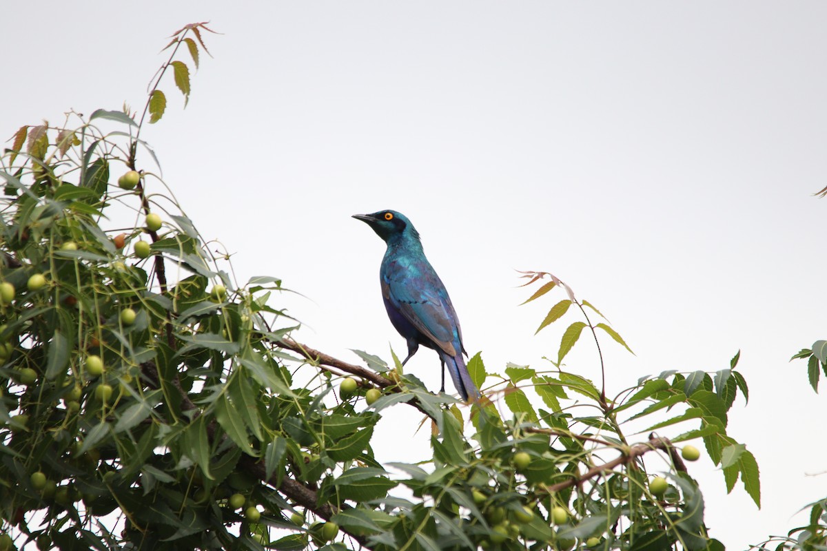 セイキムクドリ - ML644848193