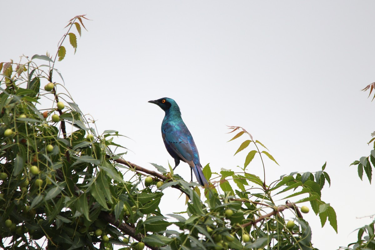 セイキムクドリ - ML644848194