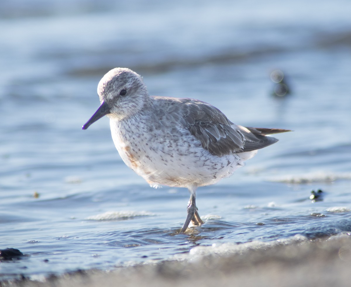 Red Knot - ML644848203