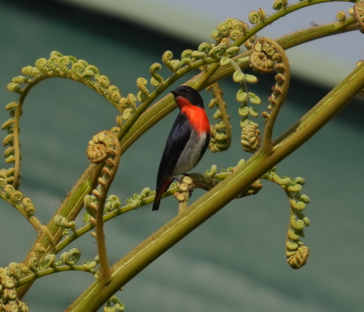 Mistletoebird - ML644848216