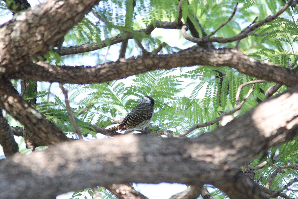 Cardinal Woodpecker - ML644848244