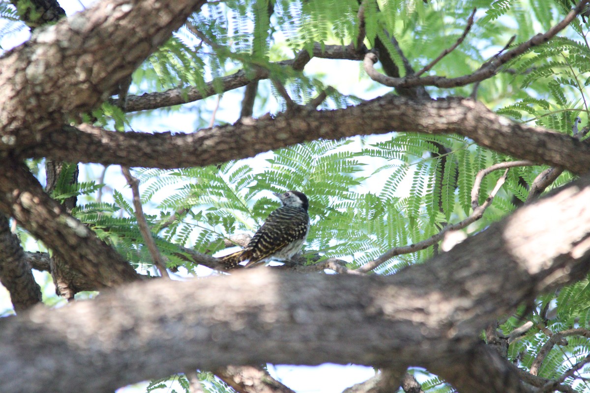 Cardinal Woodpecker - ML644848245