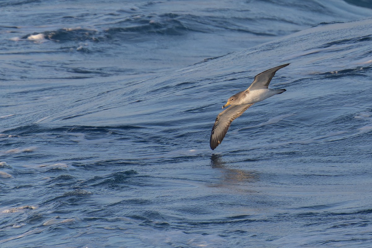 Scopoli's Shearwater - ML644848248