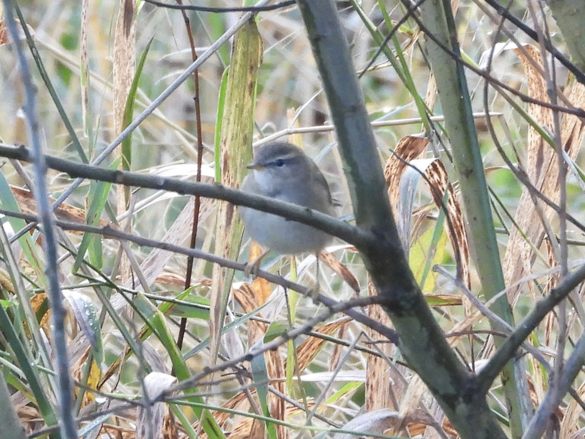 Esmer Çıvgın - ML644848261