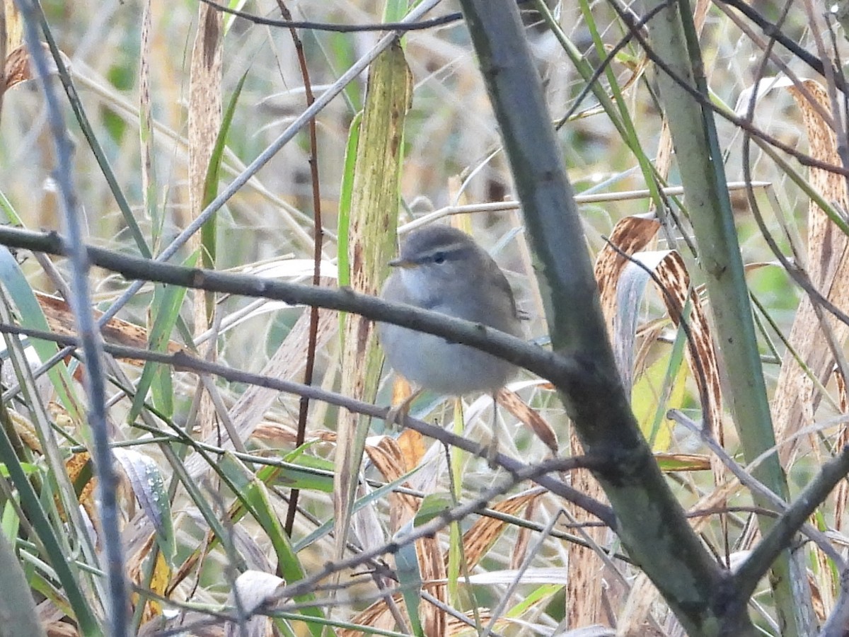 Esmer Çıvgın - ML644848262