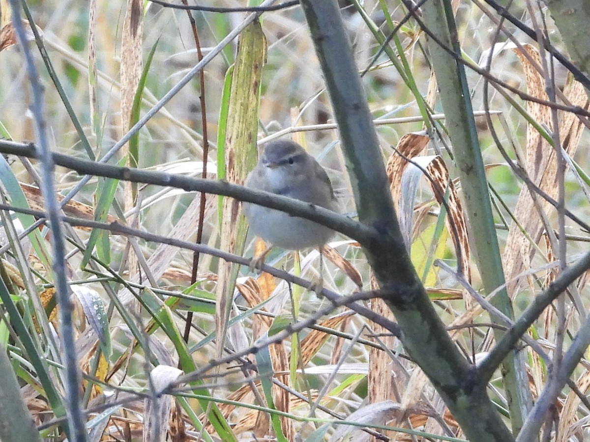 Esmer Çıvgın - ML644848263
