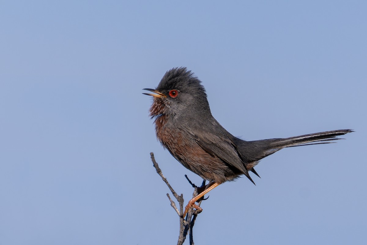 Funda Ötleğeni - ML644848303