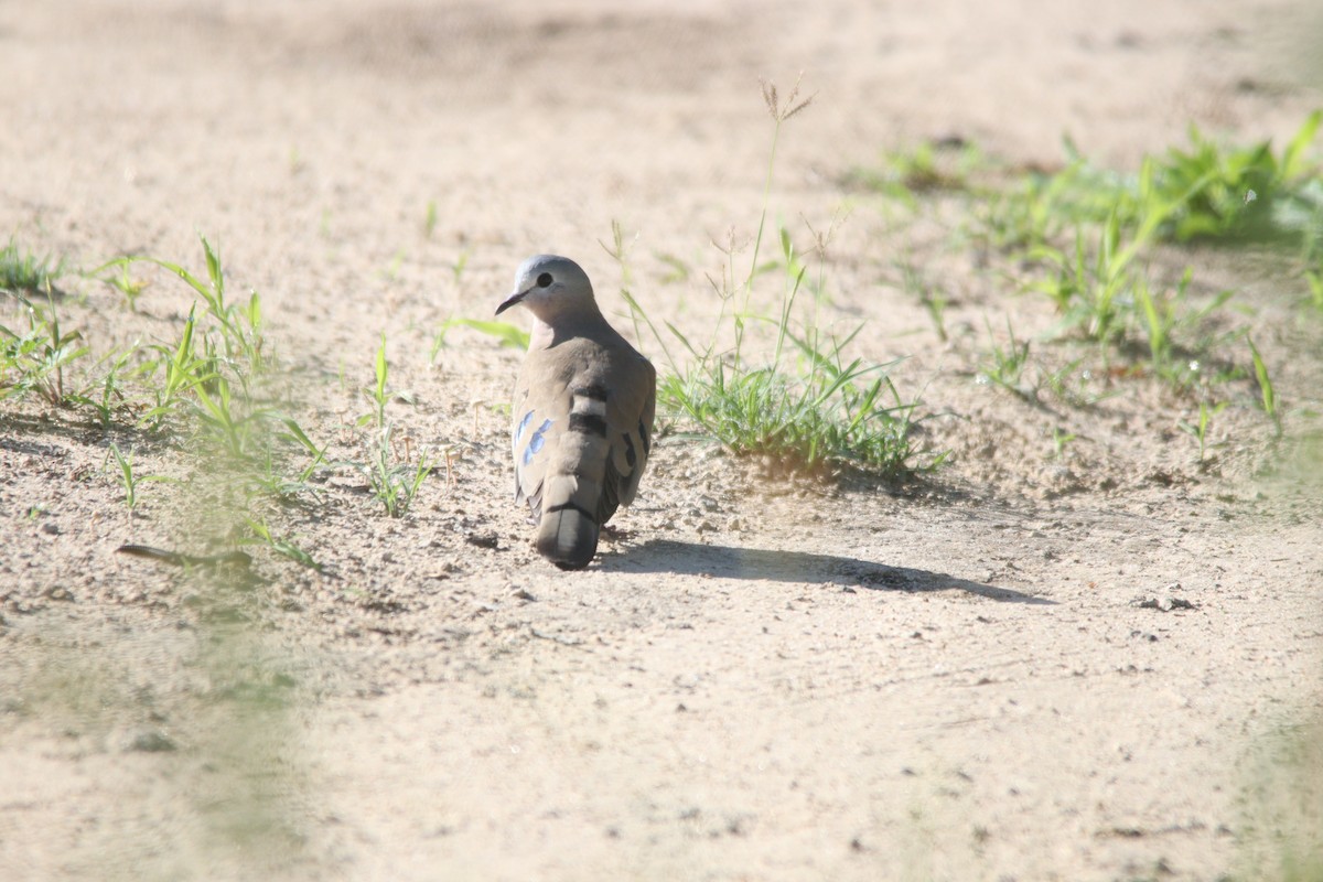 Emerald-spotted Wood-Dove - ML644848314