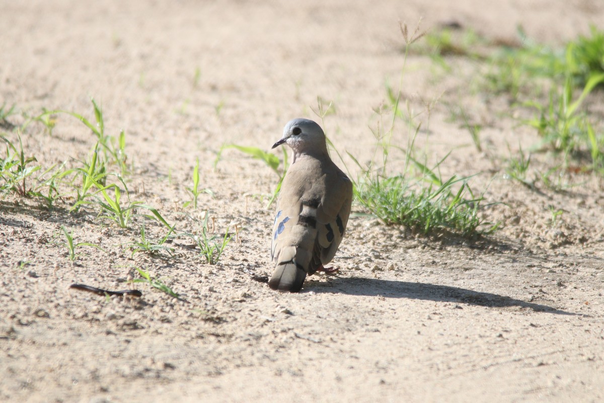 Emerald-spotted Wood-Dove - ML644848315