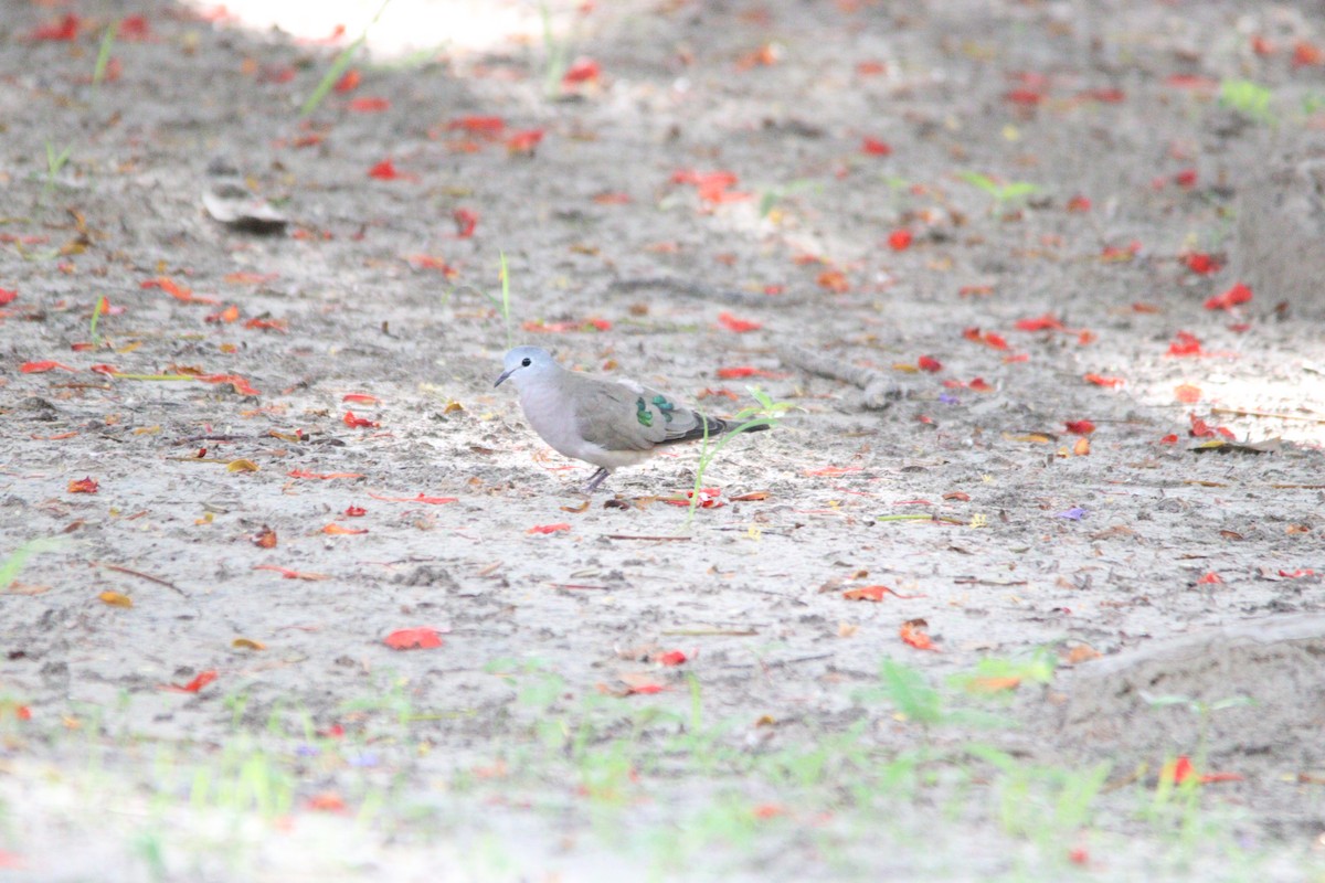 Emerald-spotted Wood-Dove - ML644848316