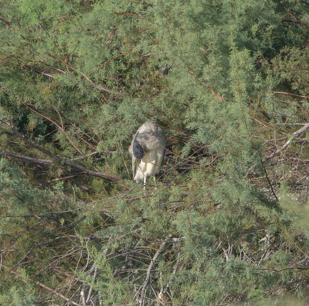 Black-crowned Night Heron - ML644848334