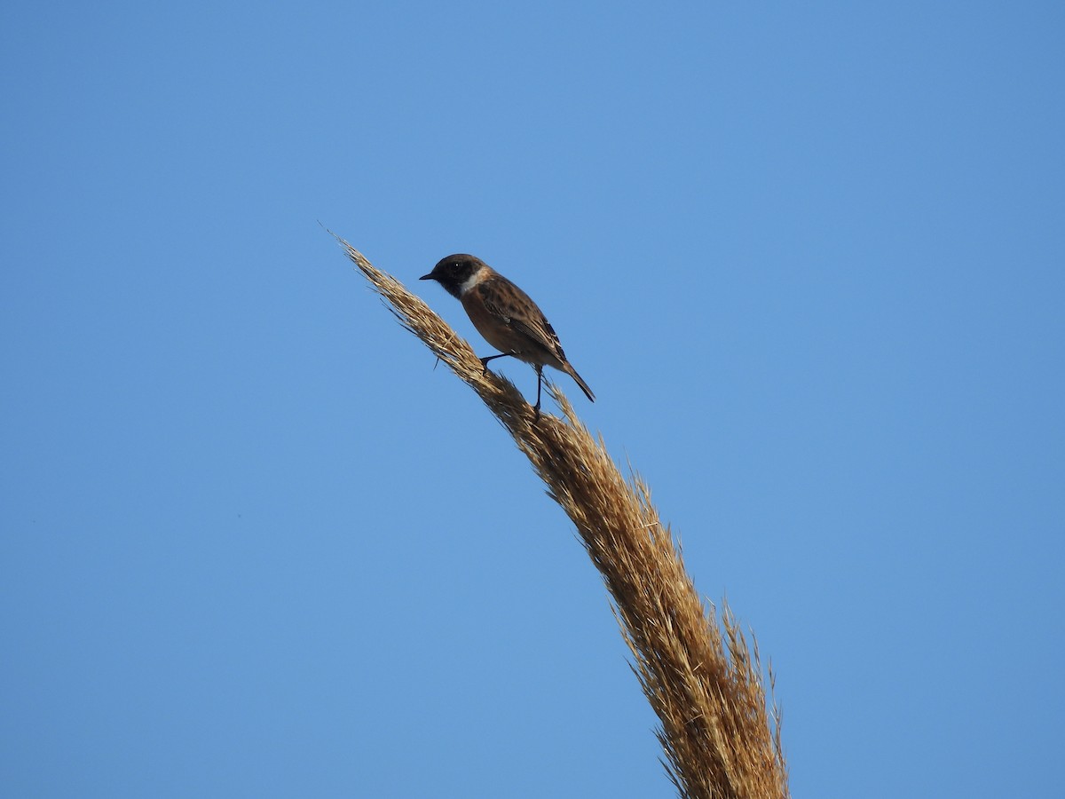 European Stonechat - ML644848336