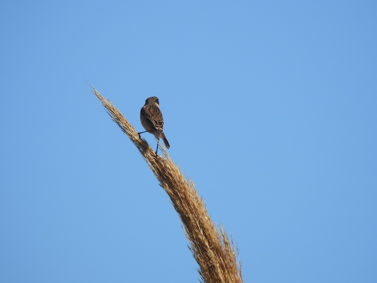 European Stonechat - ML644848337