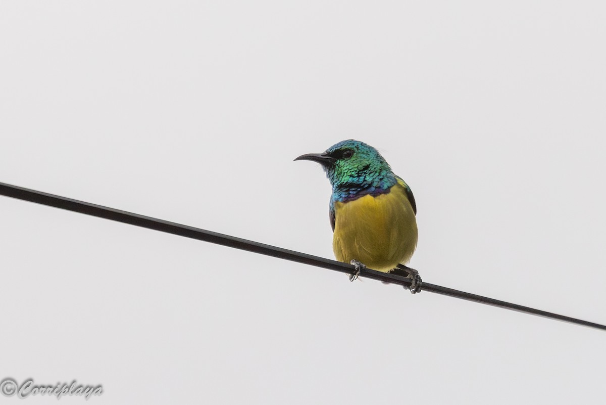 strdimil obojkový - ML644848358