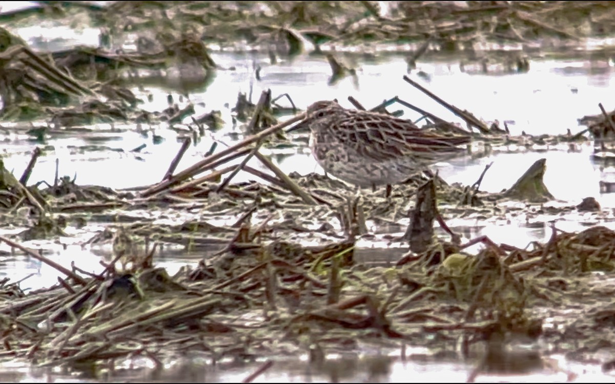 Sharp-tailed Sandpiper - ML644848362