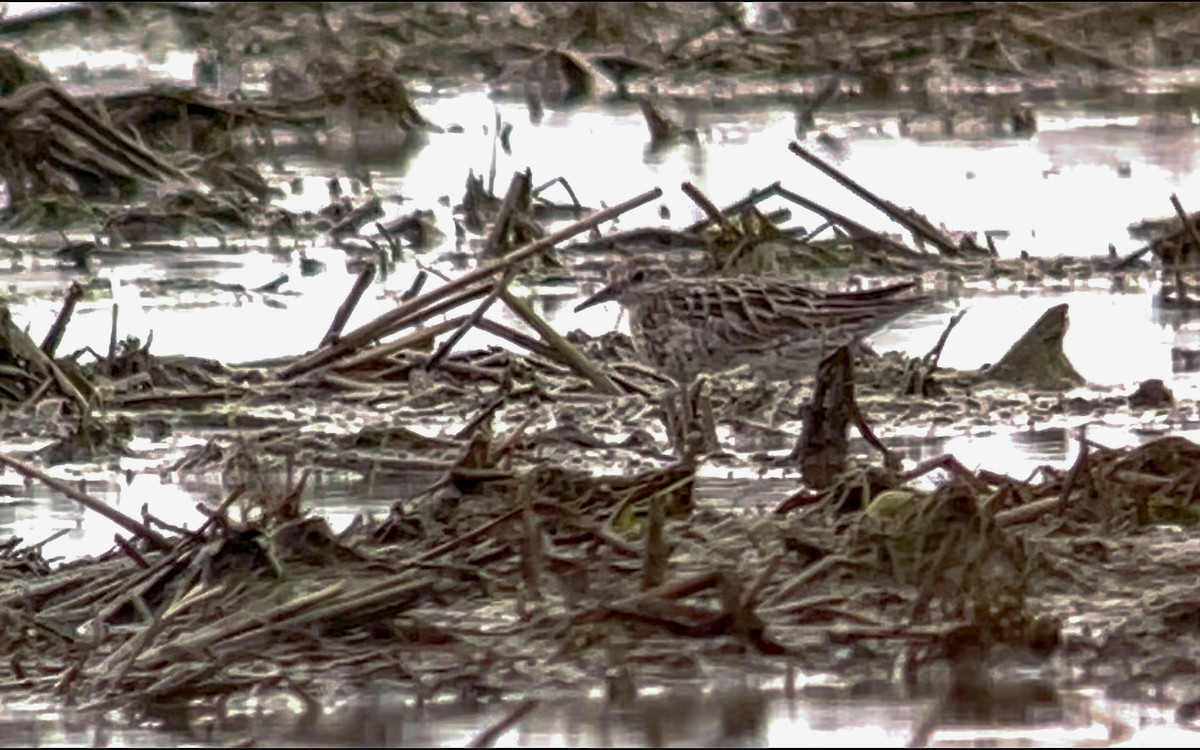 Sharp-tailed Sandpiper - ML644848363