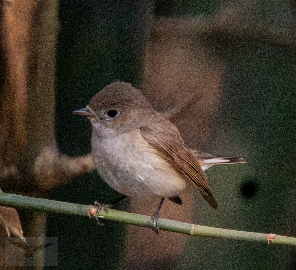 Red-breasted Flycatcher - ML644848364