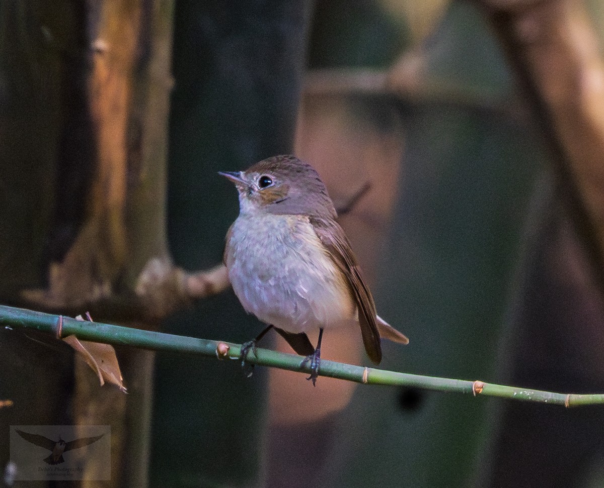 Red-breasted Flycatcher - ML644848365