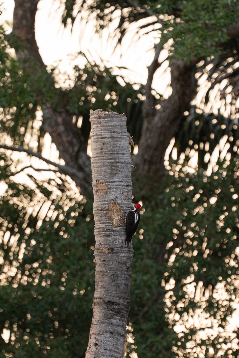 Crimson-crested Woodpecker - ML644848383
