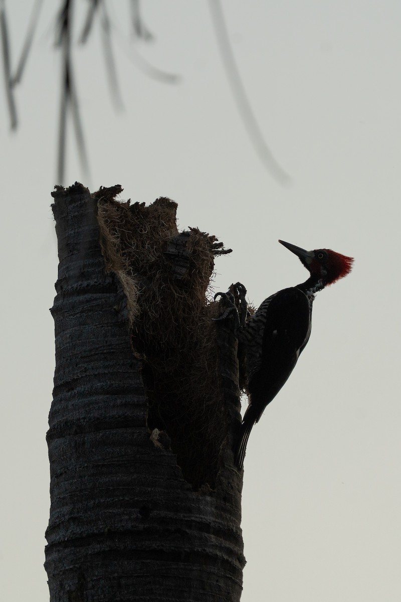 Crimson-crested Woodpecker - ML644848385